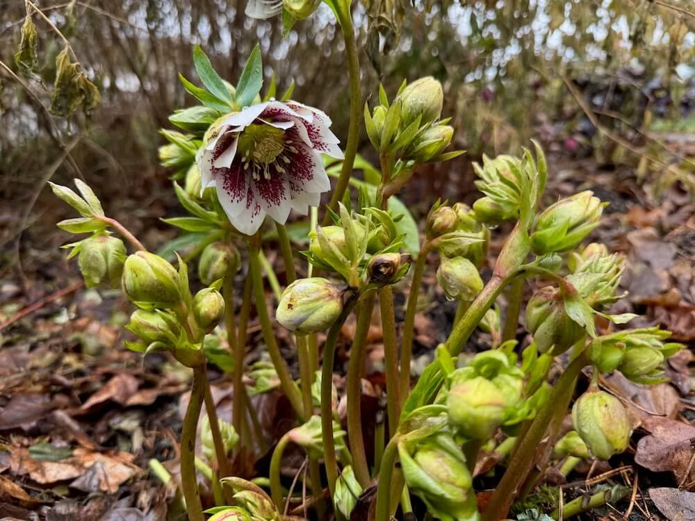 Helleborus x ericsmithii HGC 'Monte Christo' (Monte Christo Lenten